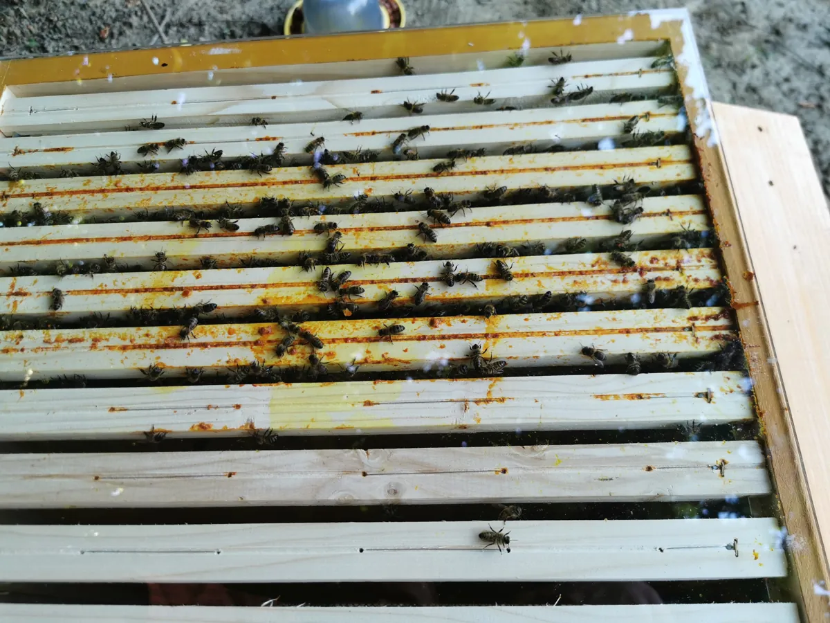 Cadres d'une ruche couverts d'abeilles